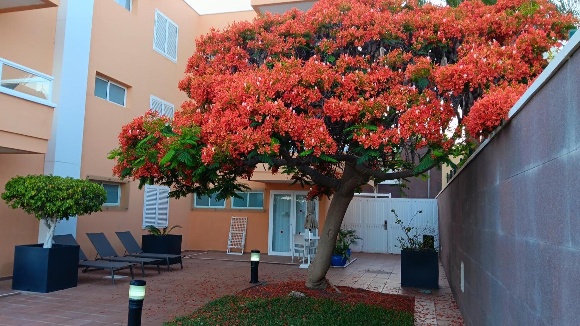 Apartamentos Horizonte Playa del Inglés Exteriör bild